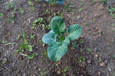 Genç brokoli bitkisi. Sebze bahçesine ya da seraya brokoli tohumları ekiyorum. Genç brokoli tohumu. Bahçe işleri. Kendi kendine yeten bir yaşam tarzı. Çiftçilik ve bahçıvanlık.
