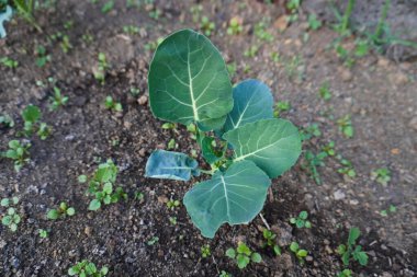 Genç brokoli bitkisi. Sebze bahçesine ya da seraya brokoli tohumları ekiyorum. Genç brokoli tohumu. Bahçe işleri. Kendi kendine yeten bir yaşam tarzı. Çiftçilik ve bahçıvanlık.