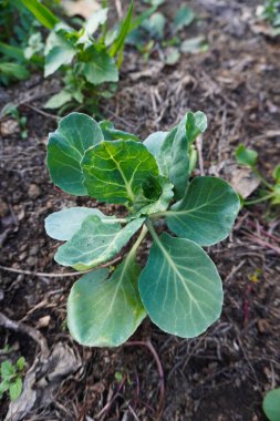 Sebze bahçesinde ya da serada lahana bitkisi var. Toprakta taze lahana fideleri. Bahçe işleri. Yeni hayat kavramı. Kendi kendine yeten bir yaşam tarzı. Çiftçilik ve bahçıvanlık kavramı.