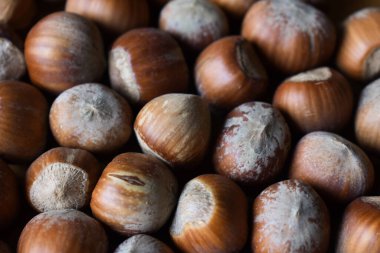 Kabuklarında taze fındıkların yakın plan görüntüsü, ahşap bir yüzeye saçılmış. Sağlıklı organik atıştırmalık. Ahşap arka planda fındık. Sağlıklı gıda ve sağlıklı beslenme konsepti.
