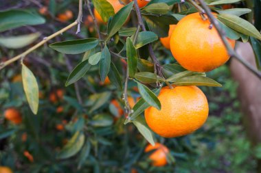 Mandarin çiftliğindeki ağaçta asılı olgun mandalinaların yakın çekimi. İtalya 'daki bahçede olgun mandalinalı mandalina ağacı. Bahçede mandalina yetiştiriyorum. Çiftçilik ve bahçe işleri. Ağaçtan mandalina toplamak.