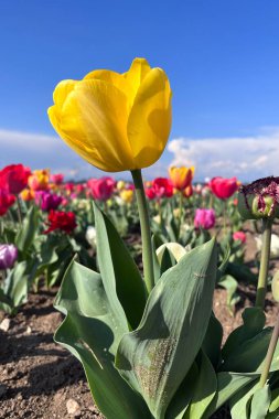 Veneto Bölgesi 'nde lale çiçeği tarlası, kuzey İtalya, Avrupa. Renkli lale çiçekleri ve bahar güneşinde tarla. Çimlerin ortasında bahar çiçekleri. Lale ekimi.