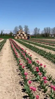 Veneto Bölgesi 'nde lale çiçeği tarlası, kuzey İtalya, Avrupa. Renkli lale çiçekleri ve bahar güneşinde tarla. Çimlerin ortasında bahar çiçekleri. Lale ekimi.