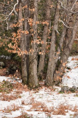 Etna Park 'ta kış manzarası, Sicilya' da doğal bir park. Sakin bir orman atmosferi ve rahat bir ortam. Kış yürüyüşleri. Yürüyüş. Sakin bir orman manzarasında ağaçlar. Kış mevsimi ve soğuk hava kavramı.