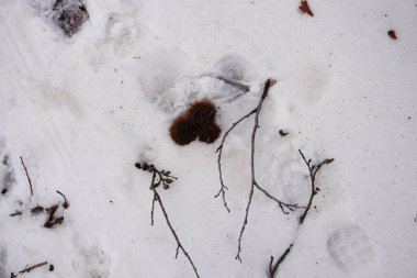 Kışın karla kaplı topraklara yakın çekim. Etna Park 'ta kış manzarası, Sicilya' da doğal bir park. Sakin bir orman atmosferi ve rahat bir ortam. Yürüyüş. Kış mevsimi ve soğuk hava kavramı. Kış aktiviteleri ve tatiller. İlk kar.