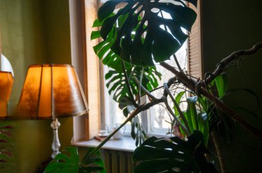 A stylish room interior with large monstera leaves in the foreground. A view of a tripod lamp in the cozy living room, emitting warm light. High-quality photo.