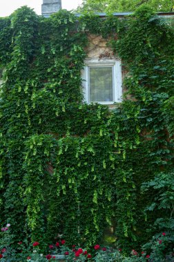 View of brick building covered with ivy in Wawel Castle. Krakow. Poland. High quality photo