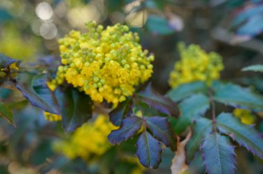 Sarı Mahonia aquifolium çiçekleri baharın başlarında bir çalılıkta çiçek açıyor. Mevsimlik botanik güzelliği, doğal bahçe düzenlemesi ve açık hava arka planı için taze bahar bitkisi kavramı..