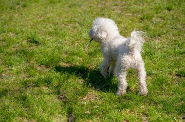 Beyaz Bichon Frise köpeği güneşli bir parkta yeşil çimlerin üzerinde dururken ağzında tahta bir sopa tutuyor. Evcil hayvan oyunculuğu, hayvan eğitimi ve aktif açık hava yaşam tarzı kavramı