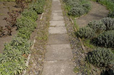 Halka açık bir bahçede kırmızı yapraklı gül çalılarının yanında taş kaldırım. Cottagecore park estetiği, yavaş yaşam ve açık hava tasarım projeleri için organik botanik büyüme kavramı