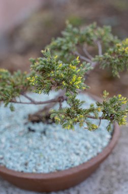 Açık havada kilden bir kasede canlı yaprakları olan küçük yeşil ardıç bitkisi. Sakin bir doğal ortam için yavaş yaşam, süs bahçesi ve taze organik büyüme kavramı