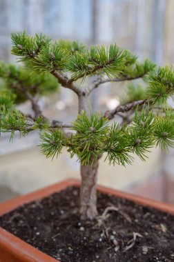 Güneşli bir parkta büyük bir terracotta amfora tenceresinin içinde büyüyen küçük yeşil çam ağacı fidanı. Doğanın esnekliği, eşsiz bahçıvanlık ve botanik kontrastı kavramı.