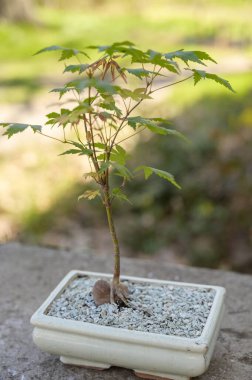 Bulanık bir park arka planına karşı demlikteki küçük Japon akçaağaç. Gelişmiş bahçe tasarımı, kapalı alanda bitki bakımı ve ev ilhamı için minimalist botanik güzellik kavramı.