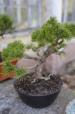 Siyah bir seramik kasede canlı iğneler bulunan genç bir çam fidanı. Süslü bahçecilik, minimalist bahçe estetiği ve huzurlu bir çevre için organik bitki bakımı kavramı.