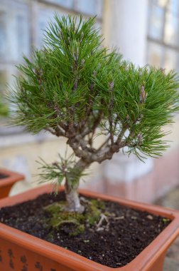 Seramik kabında yeşil iğneler olan küçük bir çam ağacı. Japon bahçe sanatı, dikkatli ev bahçeleri ve evde huzurlu bir hava için sakin botanik dekorasyon kavramı.