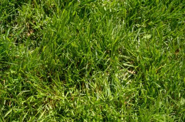 Baharda güneşli bir parktaki yeşil çimen dokusu. Taze doğa kavramı, ekolojik çevre ve açık hava projeleri için canlı yaz geçmişi