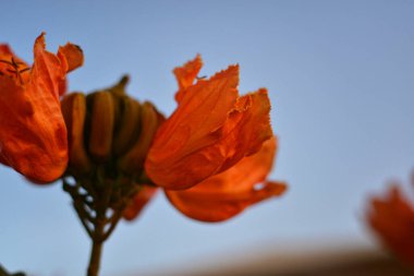 Afrika lale ağacı, Spatodea campanulata, yumuşak mavi gökyüzüne karşı portakal çiçekleri. Egzotik botanik çeşitliliği, tropikal doğa ve canlı çiçekli estetik kavramı