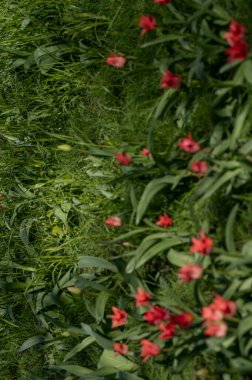 Yeşil arka planda dikey kompozisyonda bulanık kırmızı Tulipa çiçekleri. Sanatsal çiçek fotoğrafçılığı kavramı, soyut bahar estetiği ve yaratıcı medya için canlı renkler.