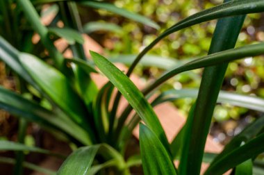 Koyu yeşil çalı yaprağı, bir su özelliğinin yanındaki siyah bir tencerede yetişiyor. Botanik bitki koleksiyonu ve güneşli bir parkta sera düzenlemesi kavramı