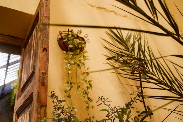 Eski ahşap bir kapı ve palmiye yapraklarının yanında bir duvar tenceresinde Tradescantia zebrina. Kırsal Akdeniz ev dekorasyonu, klasik bahçe tarzı ve egzotik bitki gelişimi kavramı