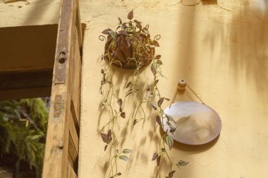 Mor İnç bitki yaprakları Akdeniz 'deki bir evde, duvara monte edilmiş bir bitkide yetişiyor. Kırsal bahçe estetiği ve geleneksel bahçe yeşilliği düzenlemesi kavramı