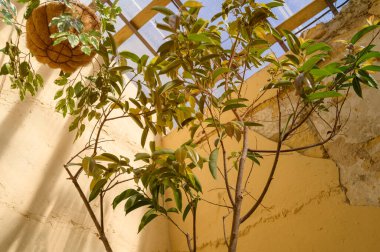 Bir serada yetişen Doğu Asya 'ya özgü Aspidistra elatior bitkisi. Dayanıklı gölgelere dayanıklı bitkiler, profesyonel bahçıvanlık ve botanik koleksiyonunda verimli yeşillik kavramı