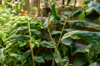 Açık hava bahçesinde yetişen tropikal bir zencefil bitkisinin büyük yeşil yaprakları. Bereketli bitki örtüsü, botanik çeşitliliği ve taze yaz doğa keşfi kavramı.
