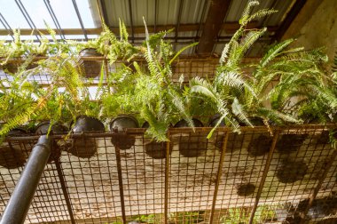 Parlak bir seranın içindeki endüstriyel ağ raflarına yerleştirilmiş eğrelti otları. Organize bitki yetiştirme ve profesyonel bahçıvanlık işyeri bakımı kavramı