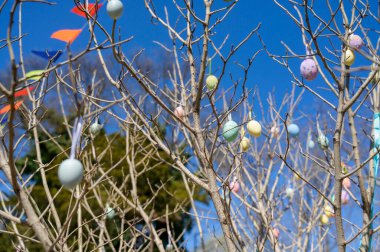 Baharda şehir parkında çırılçıplak dallarla süslenmiş el yapımı yumurtalar. Dini bayram gelenekleri, halk festivali ve yaratıcı mevsimsel dekorasyon kavramı