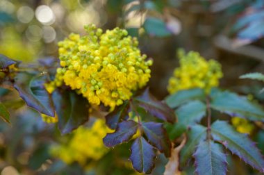 Açık sarı Oregon Üzüm Çiçekleri 'nin yakın çekimleri ve her zaman yeşil olan kutsal yapraklar. Doğanın uyanışı, baharın baharın baharı, bahçeyle ilgili detaylar, ve güneşli havalarda dekoratif bahçe bitkileri..