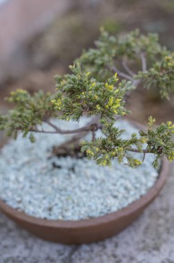 Yeşil iğneli ve sarı uçlu seramik kabı olan ardıç bonsai ağacı. Zen bahçesi sanatı, özenli ev dekorasyonu ve huzur dolu bir botanik atmosfer.