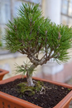 Açık havada kahverengi bir tencerede büyüyen minyatür çam ağacı. Yavaş yaşam kavramı, bahçecilik ve Zen estetiği taze doğal çevre ve refah ilhamı için.