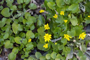 Sarı daha az Celandine çiçekleri ilkbaharın başlarında yeşil yaprakların arasında çiçek açıyor. Orman zemininin uyanışı, mevsimsel doğa güzelliği ve bahçe ortamında taze botanik gelişimi kavramı.