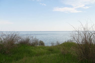 Çıplak bahar dalları ve yeşil kıyı çimlerinden geniş deniz manzarası. Mevsimsel doğa uyanışı, kıyı manzarası güzelliği ve deniz sükuneti kavramı