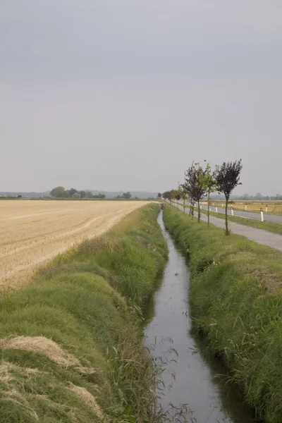Kanal ve mısır tarlası