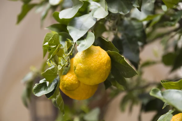 Limon ağacı iki limon ile 