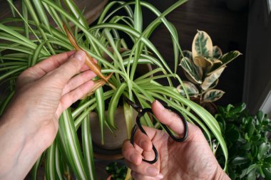 Bir örümcek bitkisinin sararmış yapraklarını kesmek için makas kullanan bir insana bakmak, ev bitkilerinin bakımını ve rutin bakımını gösterir.