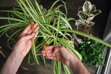 Sağlıklı yeşil yapraklarla çevrili kurumuş sarı bir örümcek yaprağını tutan ellere bakarak bitki gerilimi kontrastını gösteriyor.