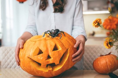 Kadın evinde bir örümceğin olduğu bir balkabağı ya da balkabağı feneri tutuyor. Cadılar Bayramı için Jack 'in fenerlerine balkabağı oydum. Dekorasyonlar ve tatil kavramları. Cadılar Bayramı Konsepti. Kapat..