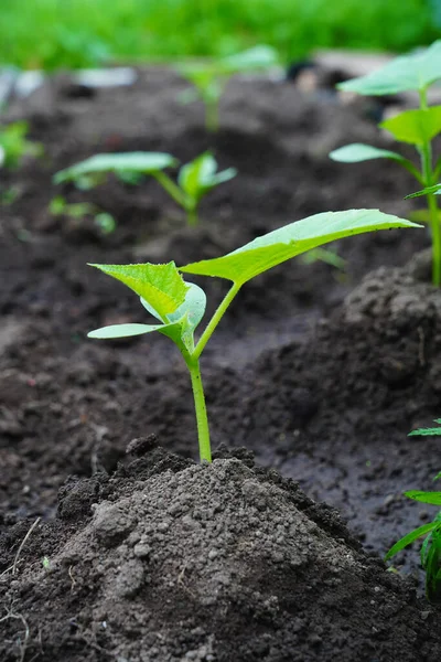 Young Juicy Strong Cucumber Sprout Grows Soil Grows Soil Fresh — Stock Photo, Image