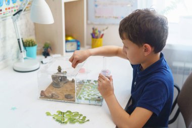 happy boy watches with interest the life of a formicarium, pours grain feed into the arena of an ant farm with reaper ants, standing on a desk. research model of an ant colony. clipart