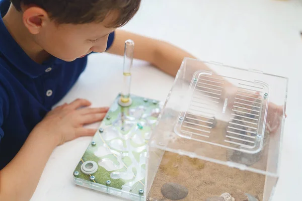small boy looks with interest at the formicarium, an ant farm with reaper ants, standing on the desk. A child holds an acrylic ant farm, a research model of an ant colony.