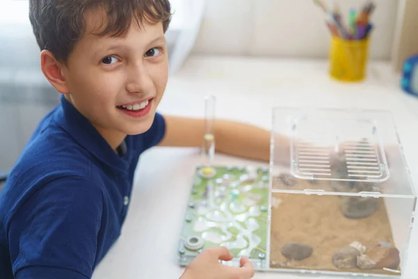 happy boy watches with interest the life of the formicarium, an ant farm with reaper ants, standing on a desk. A child holds an acrylic ant farm, a research model of an ant colony. Close-up