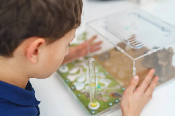 small boy looks with interest at the formicarium, an ant farm with reaper ants, standing on the desk. A child holds an acrylic ant farm, a research model of an ant colony. view from over shoulder.