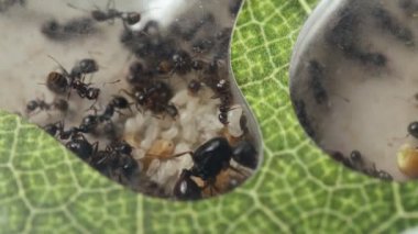 Karınca çiftliği. Karıncalar Kraliçesi doğurur. Biçici karınca yumurtası ve larvaları yumurtluyor. Bir böcek kolonisi. Karıncaların yaşamını içten dışa doğru