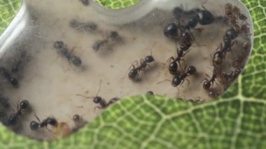 Karınca çiftliği. Karıncalar yavrularının larvalarıyla ilgilenirler. Reaper I böcek kolonisinin yumurta ve larvaları. Karıncaların yaşamı kapanıyor