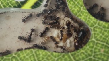 Karınca çiftliği. Karıncalar Kraliçesi doğurur. Biçici karınca yumurtası ve larvaları yumurtluyor. Bir böcek kolonisi. Karıncaların yaşamını içten dışa doğru