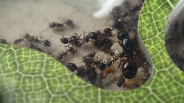 Karınca çiftliği. Karıncalar Kraliçesi doğurur. Biçici karınca yumurtası ve larvaları yumurtluyor. Bir böcek kolonisi. Karıncaların yaşamını içten dışa doğru — Stok video