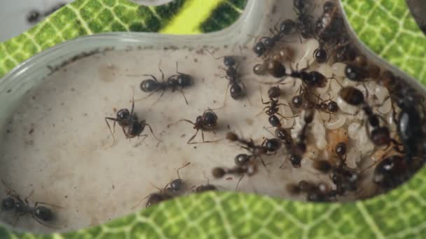 Quinta de formigas. formigas cuidam das larvas de seus filhotes. Embreagem de ovos e larvas do Ceifador I. Colônia de insetos. vida das formigas close-up — Vídeo de Stock