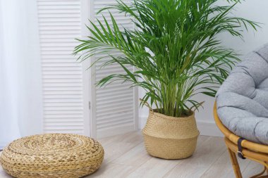 Hasır bir sepetin içindeki bir areca palmiyesi yerde, beyaz bir duvara karşı, bir rattan sandalyenin ve hasır bir ayak sehpasının yanında oturur. Minimalizm tarzında bir odanın iç kısımlarında iç mekan bitkisi